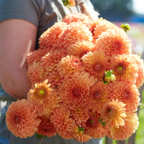 Dahlia Amber Crystal, dahliaknölar bolldahlior 