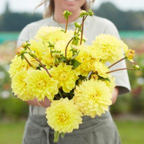 Dahlia American Sun, dahliaknölar dekorativdahlior