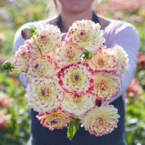 Dahlia Aphrodite, dahliaknölar dekorativdahlior 