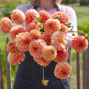 Dahlia Apricona, dahliaknölar dekorativdahlior