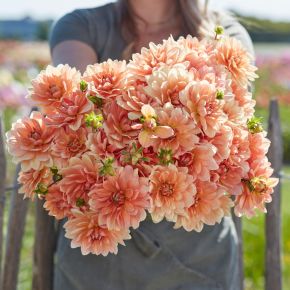 Dahlia Apricot Desire, dahliaknölar näckrosdahlior