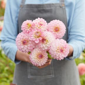 Dahlia Arbatax, dahliaknölar dekorativdahlior