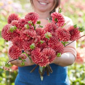 Dahlia Ariston, dahliaknölar bolldahlior 