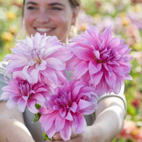 Dahlia Babylon Lila, dahliaknölar dekorativdahlia