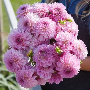 Dahlia Bazuin Lavender, dahliaknölar bolldahlior