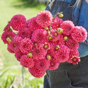 Dahlia Bazuin Pink, dahliaknölar bolldahlior 