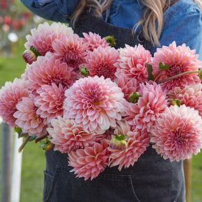 Dahlia Beauty Queen, dahliaknölar bolldahlior 