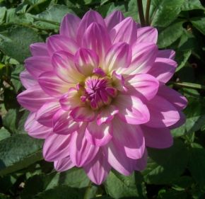 dahlia bitsy