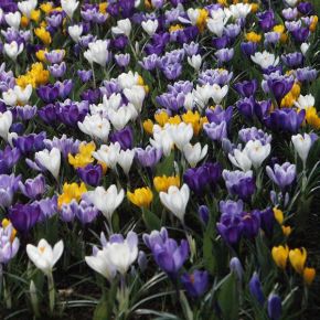 Krokusmix Crocus Vernus, storblommig - STORPACK 50