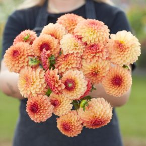 dahlia bonanza