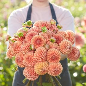 dahlia comet