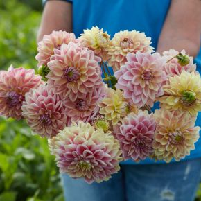 dahlia dusty beauty