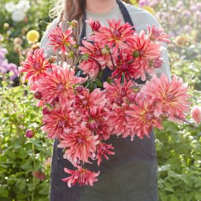 dahlia dutch delight