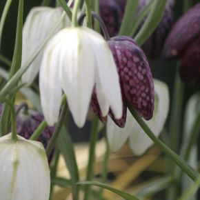 Fritillaria Meleagris, Mix, Kungsängslilja, lökar