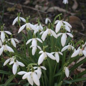 Snödroppe, Galanthus Nivalis, vårlök - STORPACK 50 