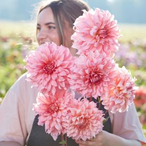 Dahlia Islander, dahliaknölar