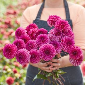 dahlia laughing lizza