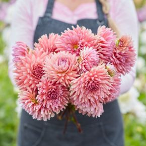 dahlia madeleine