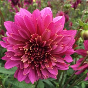 dahlia mambo