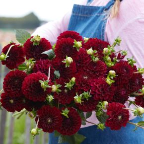 dahlia maroon fox