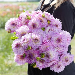 dahlia mediterranee