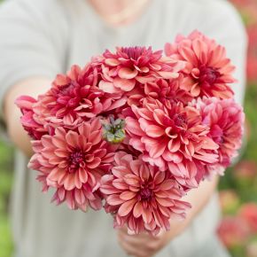 dahlia negroni sunset