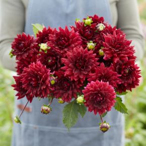 Dahlia Painted Black, dahliaknölar