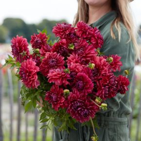 dahlia perch hill