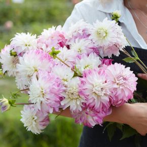 dahlia pink petticoat