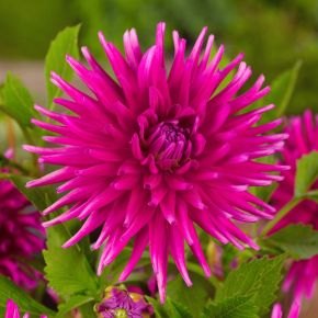 Dahlia purple gem