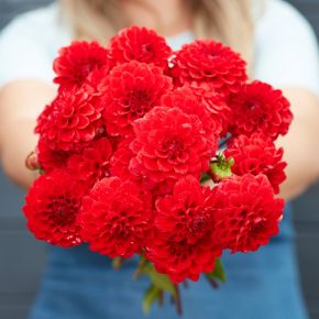 Dahlia Red Cap, dahliaknölar bolldahlior - NYHET 2025