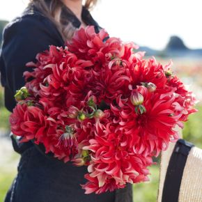 dahlia red labyrinth