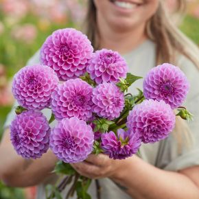 Dahlia Robann Regal, dahliaknölar bolldahlior - NYHET 2025