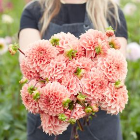 dahlia romance, hermitage