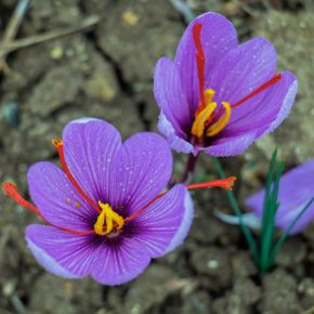 Saffranskrokus crocus sativus, höstblommande - STORPACK 50