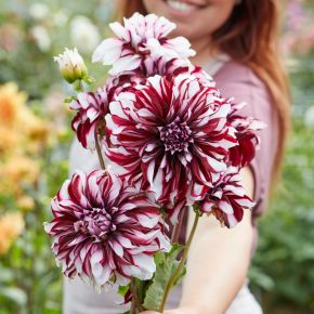 Dahlia Tartan