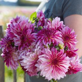 Dahlia Violet dance