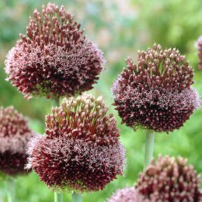 Allium forelock