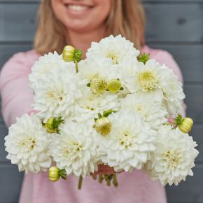 dekorativdahlia white love