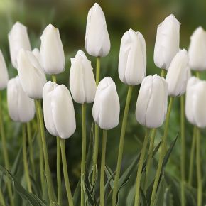 Tulpan white proud, tulpanlökar, vita tulpaner